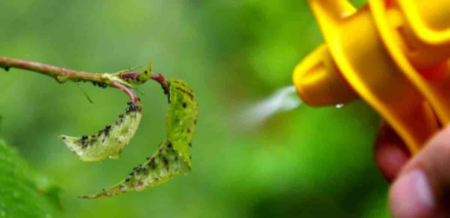 بهترین زمان سم‌پاشی نهال بادام, راهنمای سم‌پاشی نهال بادام