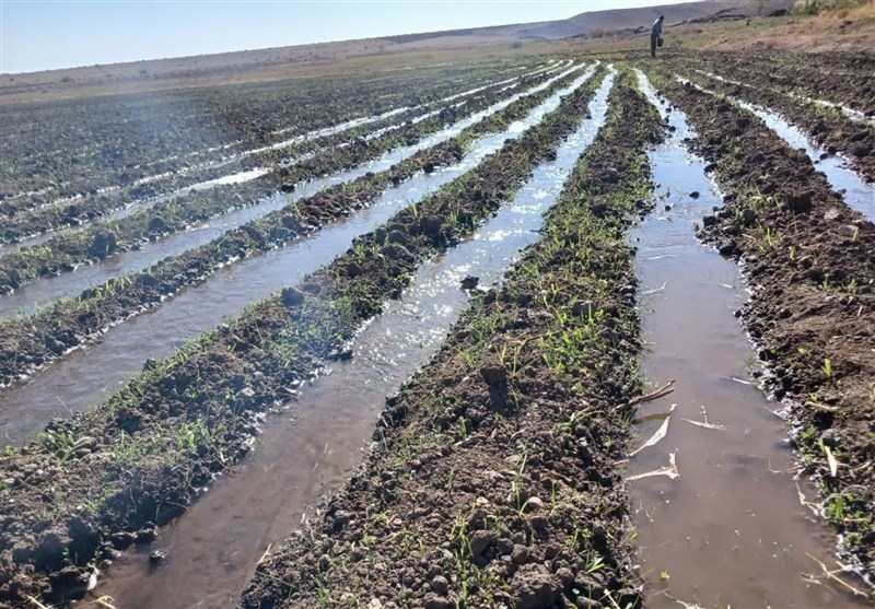 توسعه 20 هکتار کشت گیاهان علوفه‌ای در اراضی دیم سیروان برای مقابله با خشکسالی