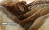 مرز میان دام و انسان؛ خطی که دامپزشکان محافظت می‌کنند