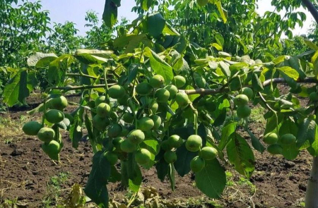 چه زمانی نهال گردو را سمپاشی کنیم؟ راهنمای کامل زمان‌بندی