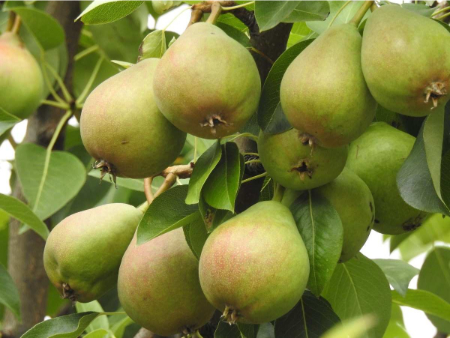 کاشت درخت گلابی, پرورش نهال گلابی