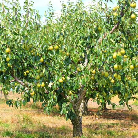 کاشت درخت گلابی, پرورش نهال گلابی