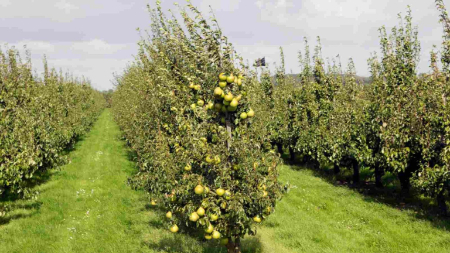 کاشت درخت گلابی, پرورش نهال گلابی