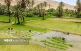 گزارش دیوان محاسبات از عدم تحقق قانون اخذ عوارض از چاه‌های کشاورزی
