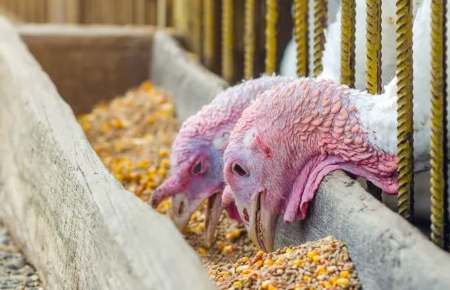 تغذیه بوقلمون, جیره غذایی بوقلمون