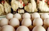 قیمت مرغ و تخم‌مرغ در خراسان جنوبی 8 درصد کمتر از میانگین کشوری است