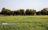 گمبوعه؛ از جنگل دست‌کاشت تا الگوی توسعه سبز در خوزستان