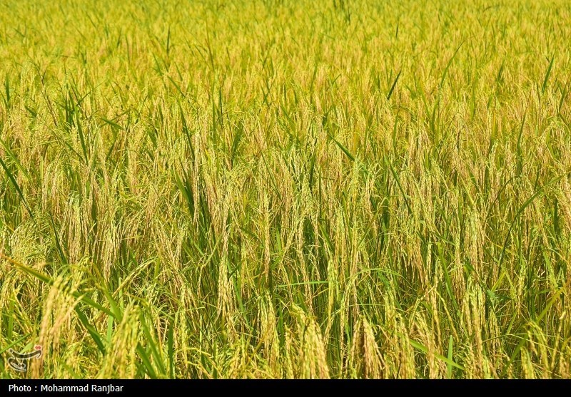 اخبار استان مازندران , اخبار ساری , کشاورزی , 