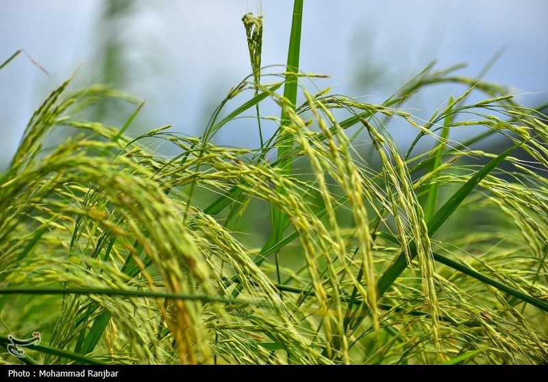 اخبار استان مازندران , اخبار ساری , کشاورزی , 