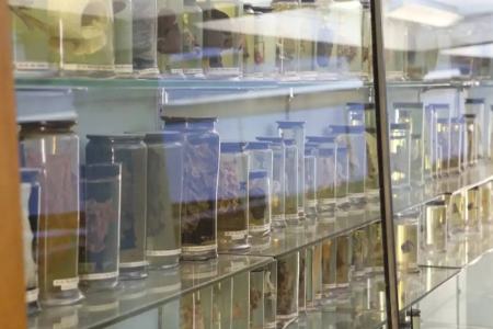 کشف قدیمی‌ترین ویروس سرماخوردگی جهان در ریه‌های زن ۳۰۰ ساله