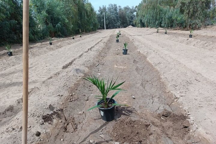 آغاز انتقال نهال‌های کشت‌بافتی خرمای مجول در منطقه بلوچستان