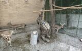 شیخ‌ویسی: کشف ۶ رأس آهو و ۳ قطعه فلامینگو در کرمانشاه