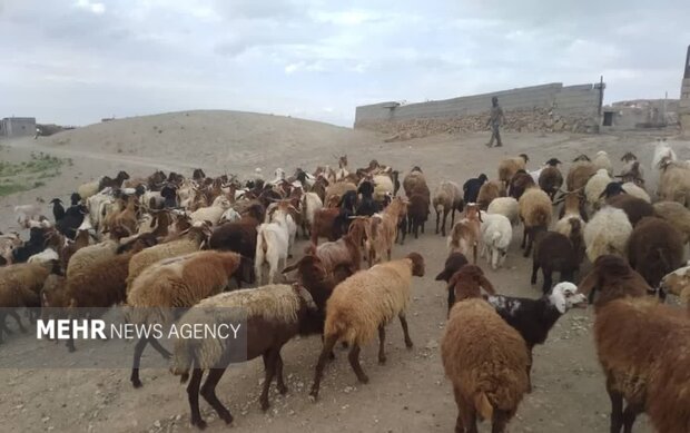 پایان مهلت دام‌ها در پارک ملی توران شاهرود؛ هرگونه تردد دام ممنوع است