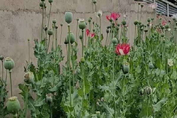 کشف و امحای  ۵ مزرعه کشت خشخاش در دشت آزادگان