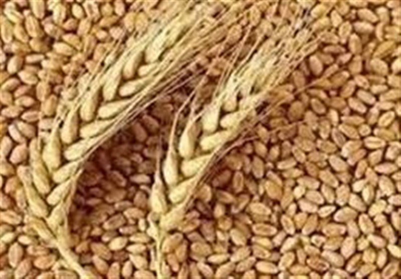 ثبت و تجاریسازی 31 رقم بومی گندم، جو و دانه روغنی در خراسان شمالی ثبت و تجاریسازی 31 رقم بومی گندم، جو و دانه روغنی در خراسان شمالی