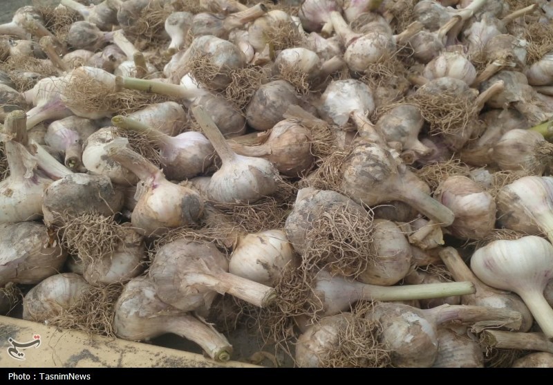 روستایی که با سیر نفس می‌کشد؛ «اَتو» و داستان یک برند موفق
