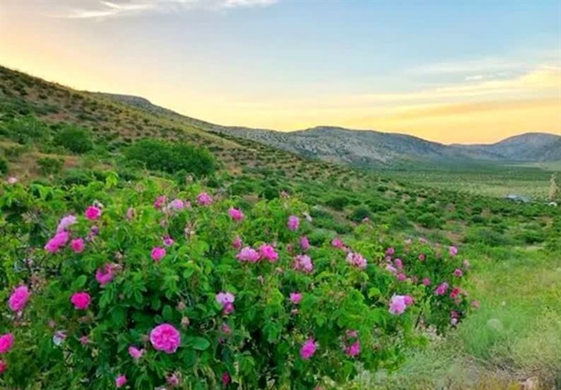 سفر به قلب مزارع معطر ساری؛ وقتی دودانگه بوی بهشت می‌گیرد