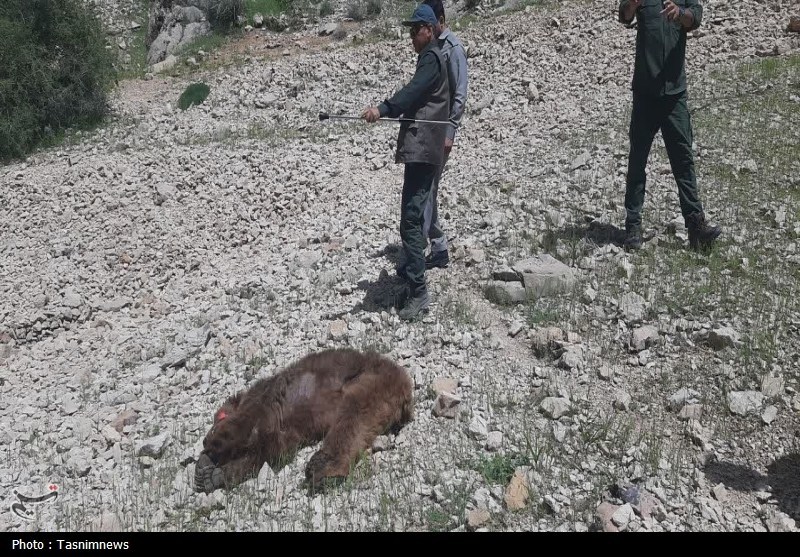 مرگ تلخ خرس ماده دردنا؛شکارچیان دوباره حیات‌وحش را نشانه رفتند+تصاویر
