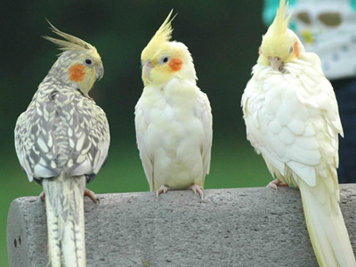راهنمای انتخاب پرنده خانگی