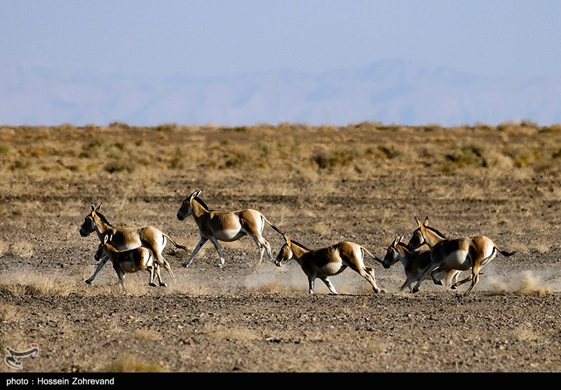 اخبار استان سمنان , حیات وحش , سازمان محیط زیست , 