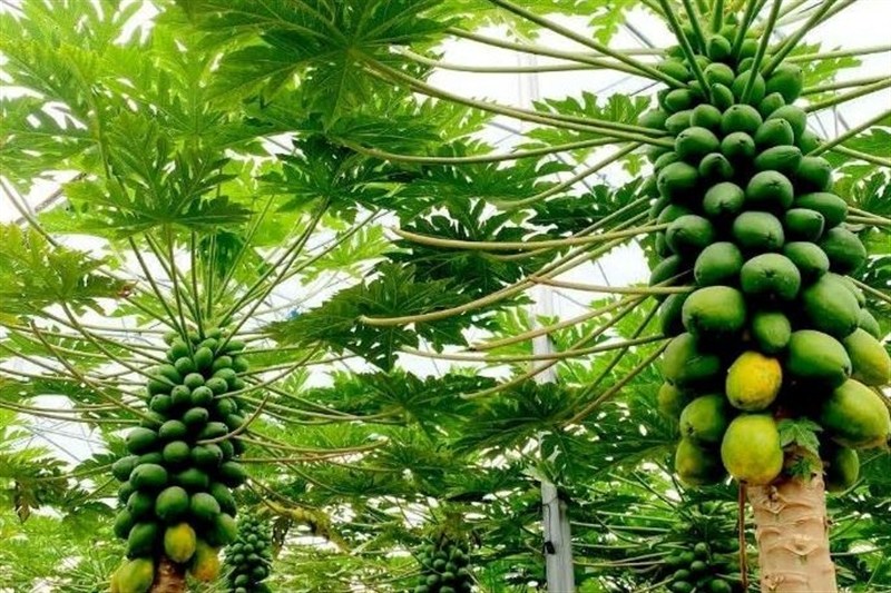 پاپایاهای ایرانی از دل شمال به بازار رسیدند؛ روایت یک کارآفرینی متفاوت پاپایاهای ایرانی از دل شمال به بازار رسیدند؛ روایت یک کارآفرینی متفاوت