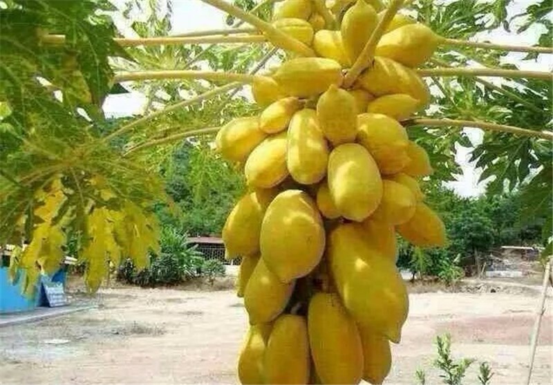 پاپایاهای ایرانی از دل شمال به بازار رسیدند؛ روایت یک کارآفرینی متفاوت اخبار استان مازندران , اخبار بابل ,