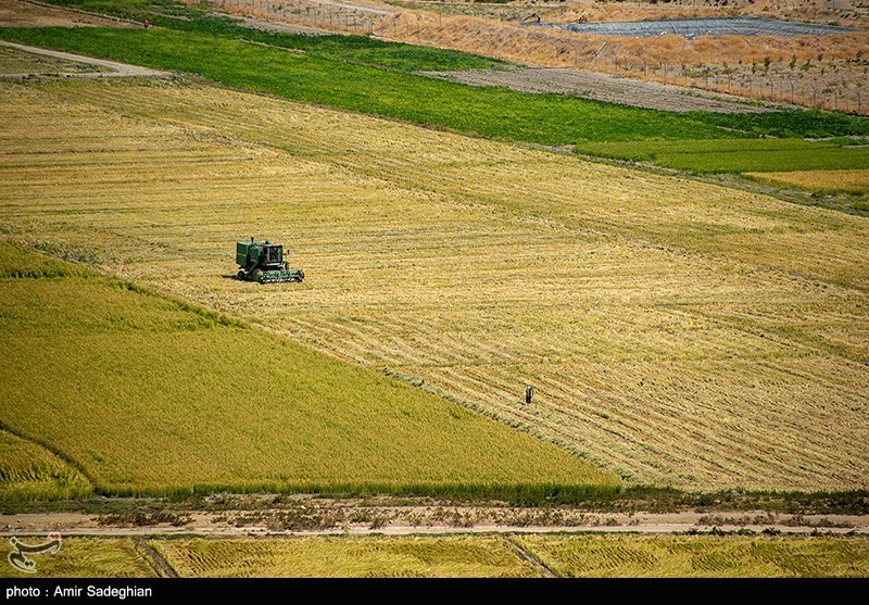 جنگ بر سر زمینهای کشاورزی شمال/ چالش تداخلات اراضی بین مردم و دولت اخبار استان مازندران , اخبار ساری , نظام مسائل استان , نظام مسائل استان مازندران ,